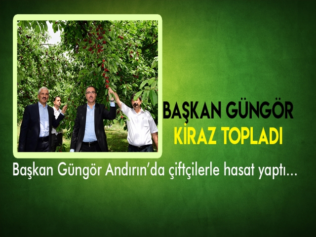 BAŞKAN GÜNGÖR KİRAZ TOPLADI