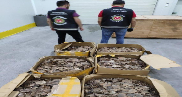 İstanbul Havalimanı’nda 8,5 Milyon Lira Değerinde Pangolin Pulu Ele Geçti