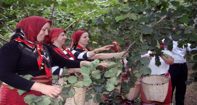 Fındık Üreticisinde Çifte Bayram