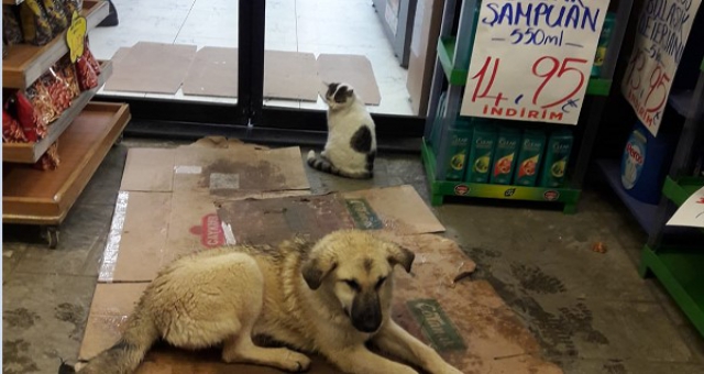 Soğuk Hava Düşmanları Dost Yaptı