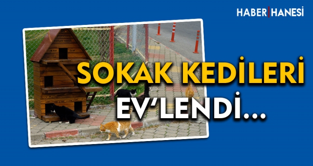 Kediler Evlendi !