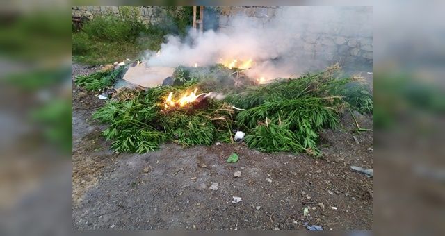 Uyuşturucu Operasyonunda 2 Bin 350 Kök Hint Keneviri Ele Geçirildi