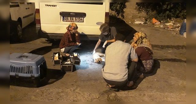 Yaralı Kediye Belediye Ekibi Müdahele Etti