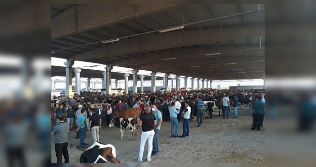 Kahramanmaraş Canlı Hayvan Borsası Bayrama Hazır