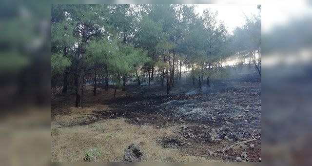 Kahramanmaraş'ta Anız Yaktılar Alevler Ormana Sıçradı