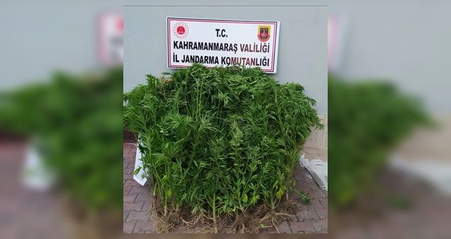 Kahramanmaraş'ta Onlarca Kök Hint Keneviri Ele Geçirildi