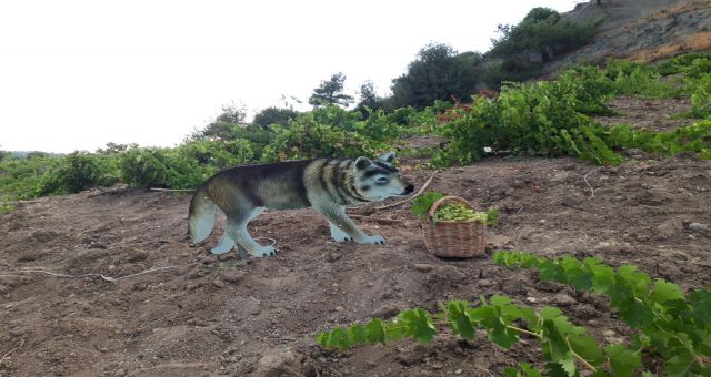 Genç Öğrenci Yaban Savar Yaptı