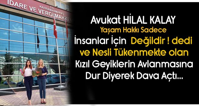 Avukat Kalay Yaşam Hakkı Sadece İnsanlar İçin Değildir