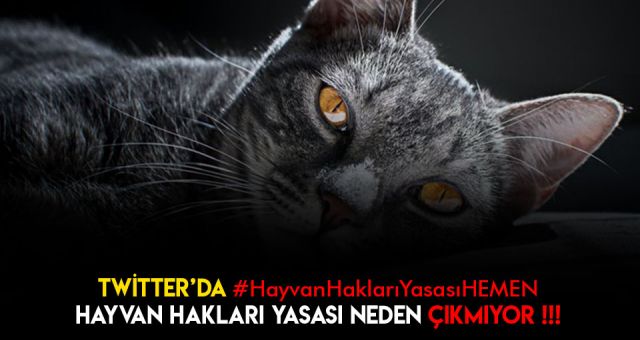 Hayvan Hakları Yasası Hemen Kampanyası