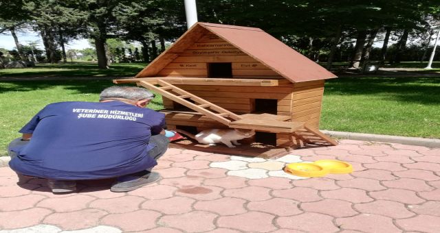 Kahramanmaraş'ta 4 bin Hayvan Tedavi Edildi
