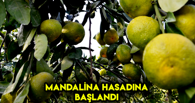 Okitsu Türü Mandalinanın Hasadına Başlandı