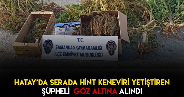 Serada Hint Keneviri Yetiştirildi