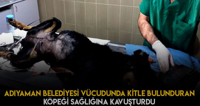 Karabaş Adlı Köpek Hayatına Kavuşturuldu