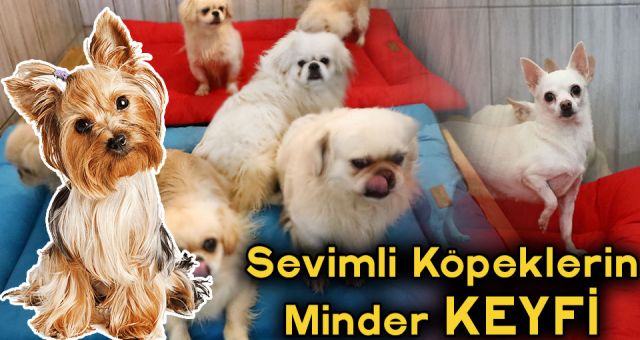 Hayvan Bakım Ve Rehabilitasyon Merkezi'nden Sevimli Görüntüler
