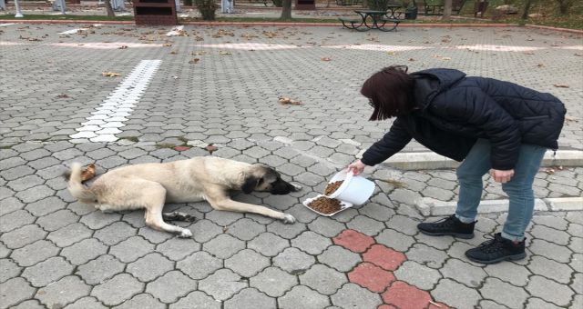 Kahramanmaraş Halkı Sokak Hayvanlarını Yalnız Bırakmadı