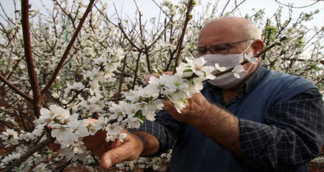 Örtü Altı Erik Ağaçları Erken Çiçek Açtı