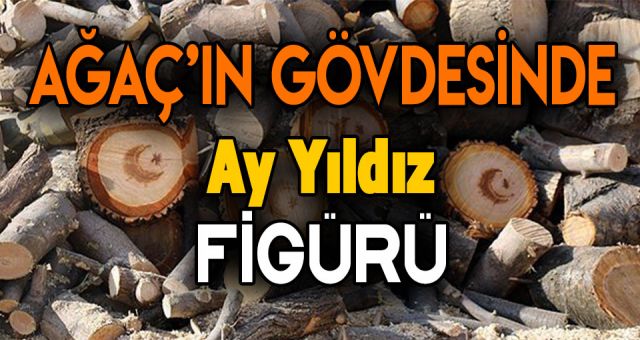 Son Dakika Haberleri : Kestiği Ağaçın Gövdesinden Ay Yıldız Figür’ü Çıktı
