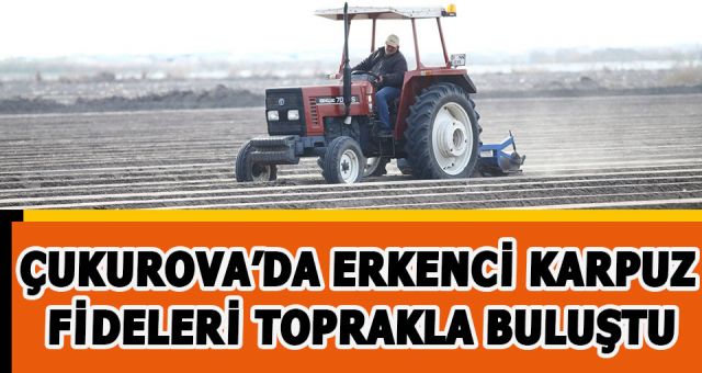 Turfanda Yetiştirilen Erkenci Karpuz Fideleri Toprakla Buluştu