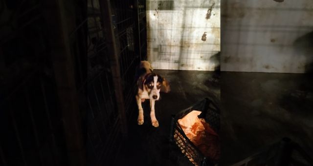 Yoğun Kar Yağdı Mahsur Kalan Köpeği Ekipler Kurtardı