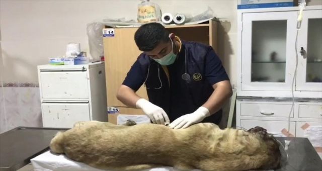 Başına Tabancayla Ateş Edilmiş Olarak Bulunan Köpek Tedavi Altına Alındı