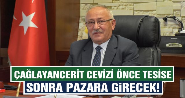 Çağlayancerit Cevizi Önce Tesise Sonra Pazara Girecek!