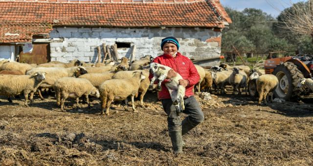 Sosyal Medyada Gündem Olan Havranlı Şevki Savra'nın Koyunları Sigortalandı