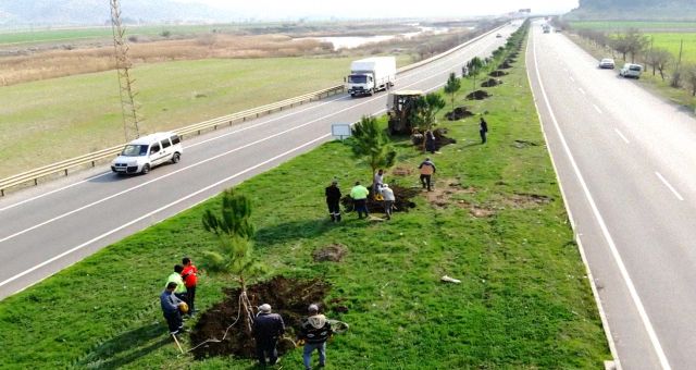 Türkoğlu Belediyesi Kahramanmaraş Yolu Üzerinde 5 Bin Adet Fidan Dikimi Yaptı