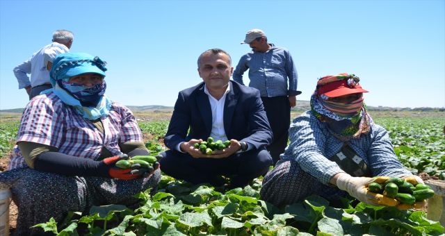 Çiftçinin Yüzünü Güldüren Yadigar Tohumlar