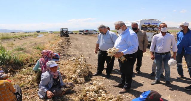 Pazarcık'ta Sarımsak Hasadı Başladı