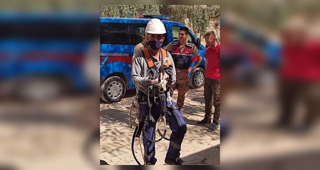Elektrik Direğinde Mahsur Kalan Peçeli Baykuş’u AKEDAŞ Ekipleri Kurtardı.