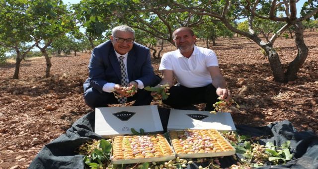 Kervancıoğlu Pazarcık Fıstığında Lezzet Var