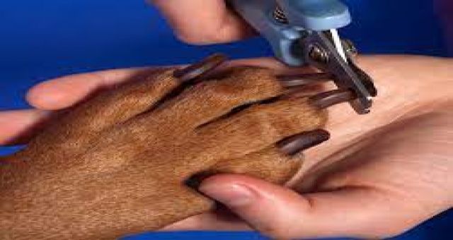 Köpek Tırnağı Nasıl Kesilir?