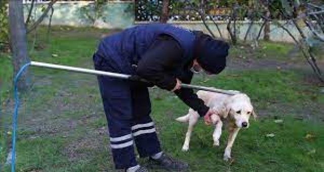 Kahramanmaraş'ta Sokak Hayvanları Toplanmaya Başlandı