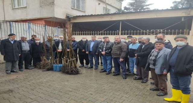 Türkoğlu'nda Ceviz Fidanı Dağıtımı Gerçekleştirdi