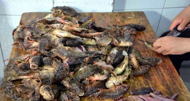 Dışı zehirli, içi lezzetli! kilosu 150 liradan satılıyor