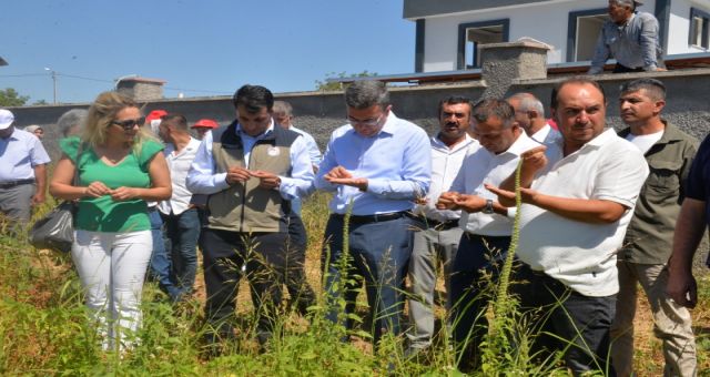 Kahramanmaraş Onikişubat İlçesinde Karabuğday Hasat Etkinliği Düzenlendi
