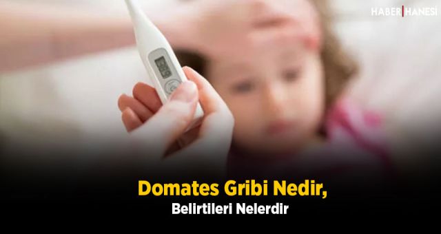 Domates Gribi Nedir, Belirtileri Nelerdir