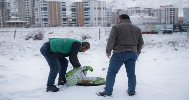 Sokak hayvanları için yem ve mama bırakıldı