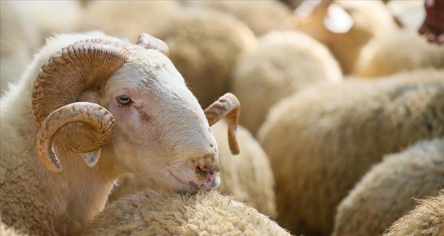 Onikişubat’taki kurbanlık satış ve kesim yerleri belli oldu