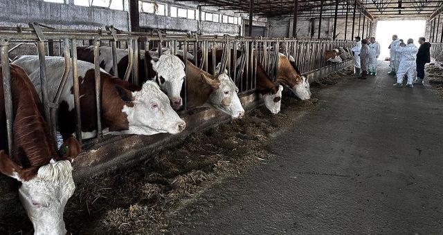 Şap hastalığına karşı karantina kararı alındı