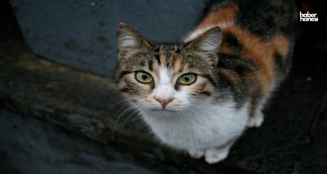 Ankara'da Vahşet: Kedi İple Asılı Durumda Bulundu!