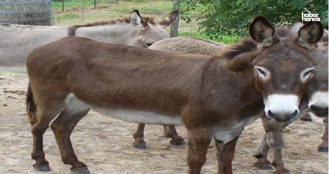 Kahramanmaraş'ta Eşek Kurtarma Operasyonu: 5 Metrelik Çukurdan Çıkarıldı!