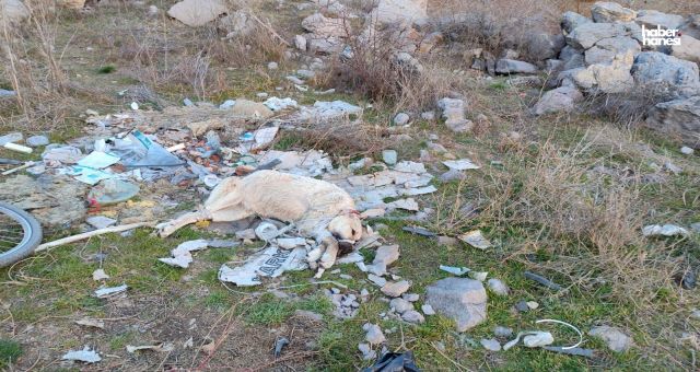Ankara'da Vahşet: Sokak Köpeği Korkunç Halde Bulundu!