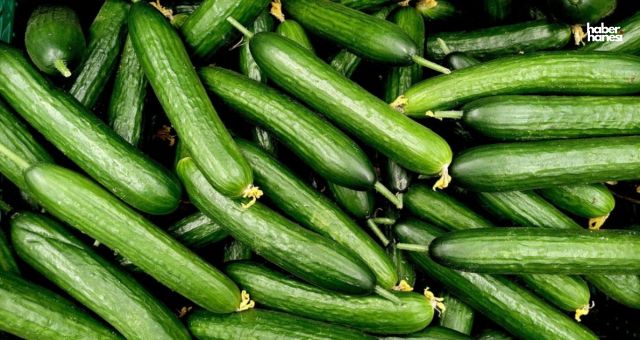 Kahramanmaraş'ta Salatalık Bereketi: 35 Bin Tonluk Rekolte Bekleniyor!