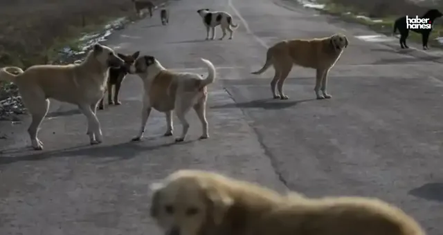 Kahramanmaraş’ta Sokak Köpekleri Çiftliğine Saldırdı: 245 Hayvan Telef Oldu!