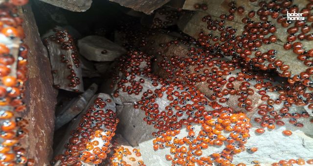 Kahramanmaraş'ta Uludaz Tepesi: Türkiye'nin En Büyük Uğur Böceği Kolonisi