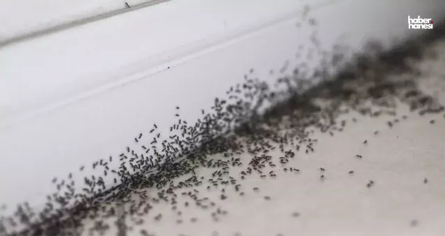 Karıncalarla Başınız Dertte mi? Evdeki Karıncaları Uzaklaştıracak Doğal Yöntemler!