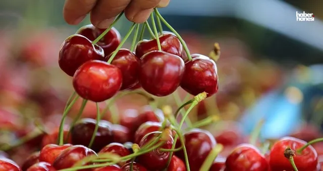 'Meyvenin Kraliçesi' Kirazın Sağlığa Faydaları Saymakla Bitmiyor! Şekeri Düşürüyor, Beyni Geliştiriyor!