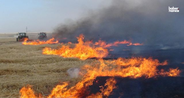 Kahramanmaraş'ta Anız Yangınlarıyla Mücadele Çağrısı: TEMA Vakfı'ndan Uyarı