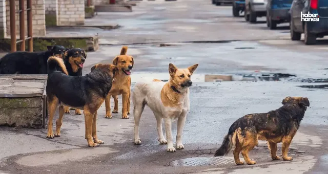 Hayvanları Koruma Kanunu Yolda: Sokak Köpekleri İçin Ötenazi ve Barınak Şartları!